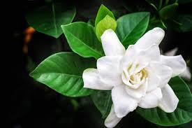 Gardenia Triple Scented Candle